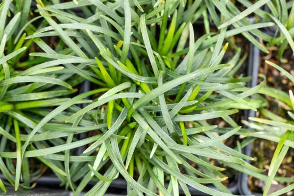 Schlangenbart Ophiopogon japonicus 5-10 Topf P9 Ophiopogon japonicus