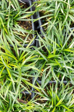 Schlangenbart Ophiopogon japonicus 5-10 Topf P9 Ophiopogon japonicus