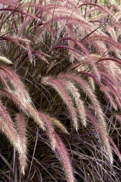 Rotes lampenputzergras Pennisetum advena 'Rubrum' 5-10 Topf P9 Pennisetum advena 'Rubrum'