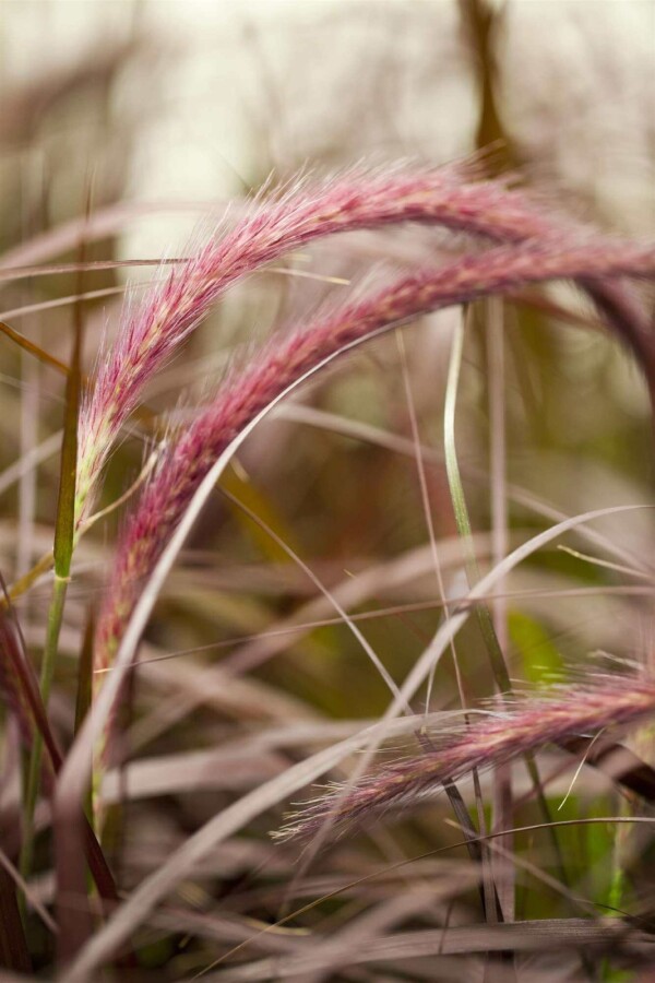 Rotes lampenputzergras Pennisetum advena 'Rubrum' 5-10 Topf P9 Pennisetum advena 'Rubrum'