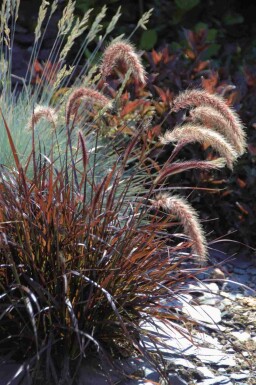 Rotes lampenputzergras Pennisetum advena 'Rubrum' 5-10 Topf P9 Pennisetum advena 'Rubrum'