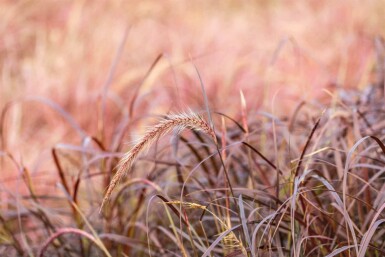 Rotes lampenputzergras Pennisetum advena 'Rubrum' 5-10 Topf P9 Pennisetum advena 'Rubrum'
