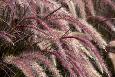 Rotes lampenputzergras Pennisetum advena 'Rubrum' 5-10 Topf P9 Pennisetum advena 'Rubrum'