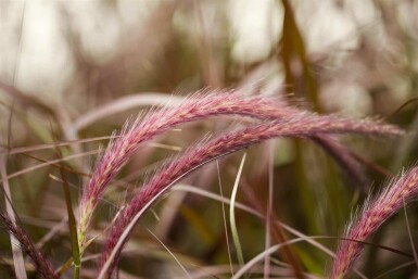 Rotes lampenputzergras Pennisetum advena 'Rubrum' 5-10 Topf P9 Pennisetum advena 'Rubrum'