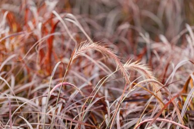 Rotes lampenputzergras Pennisetum advena 'Rubrum' 5-10 Topf P9 Pennisetum advena 'Rubrum'