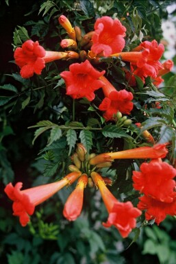 Große Trompetenblume Campsis tagliabuana 'Madame Galen' Topf Campsis × tagliabueana 'Madame Galen'
