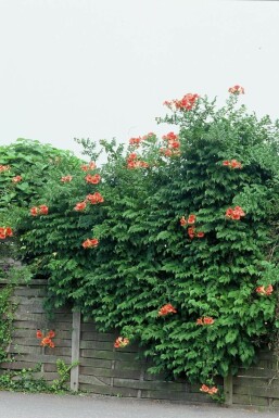 Große Trompetenblume Campsis tagliabuana 'Madame Galen' Topf Campsis × tagliabueana 'Madame Galen'