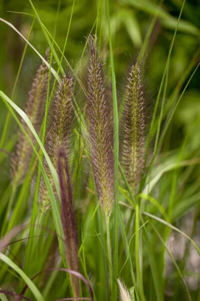 Lampenputzergras Pennisetum alopecuroides 'Red Head' 5-10 Topf P9 Pennisetum alopecuroides 'Red Head'