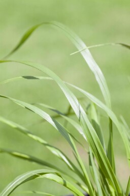 Lampenputzergras Pennisetum alopecuroides 'Viridescens' 5-10 Topf P9 Pennisetum alopecuroides 'Viridescens'