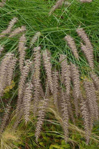 Lampenputzergras Pennisetum orientale 'Karley Rose' 5-10 Topf P9 Pennisetum orientale 'Karley Rose'