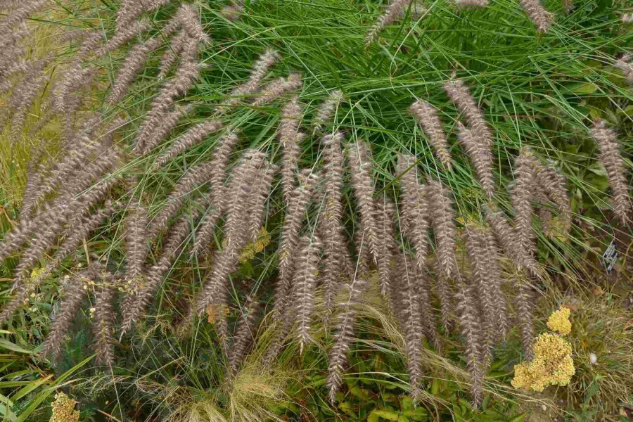 Lampenputzergras Pennisetum orientale 'Karley Rose' 5-10 Topf P9 Pennisetum orientale 'Karley Rose'