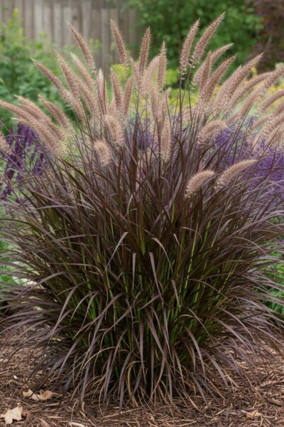 Lampenputzergras Pennisetum advena 'Summer Samba' 5-10 Topf P9 Pennisetum advena 'Summer Samba'