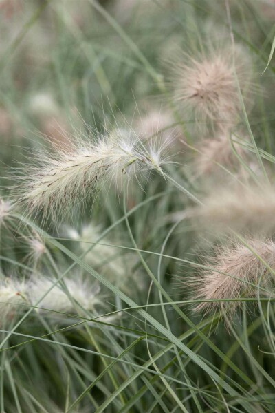 Federborstengras Pennisetum villosum 5-10 Topf P9 Pennisetum villosum