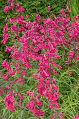 Bartfaden Penstemon hartwegii 'Andenken an Friedrich Hahn' 5-10 Topf P9 Penstemon hartwegii 'Andenken an Friedrich Hahn'