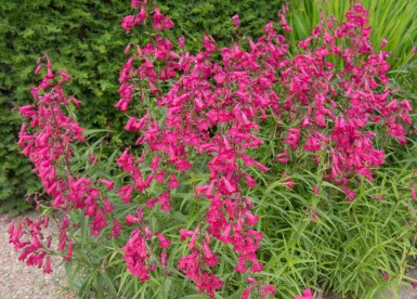 Bartfaden Penstemon hartwegii 'Andenken an Friedrich Hahn' 5-10 Topf P9 Penstemon hartwegii 'Andenken an Friedrich Hahn'
