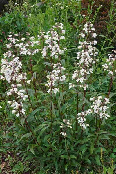 Bartfaden Penstemon digitalis 'Husker Red' 5-10 Topf P9 Penstemon digitalis 'Husker Red'