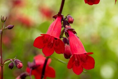 Bartfaden Penstemon hartwegii 'Paul Schönholzer' 5-10 Topf P9 Penstemon hartwegii 'Paul Schönholzer'