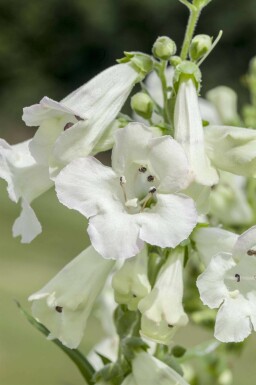 Bartfaden Penstemon 'White Bedder' 5-10 Topf P9 Penstemon 'White Bedder'