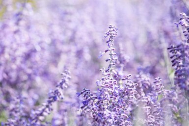 Blauraute Perovskia atriplicifolia 'Lacey Blue' 5-10 Topf P9 Perovskia atriplicifolia 'Lacey Blue'