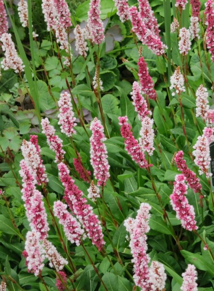 Bergknöterich Persicaria affinis 5-10 Topf P9 Persicaria affinis