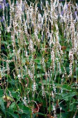 Kerzenknöterich Persicaria amplexicaulis 'Alba' 5-10 Topf P9 Persicaria amplexicaulis 'Alba'