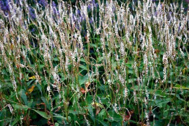 Kerzenknöterich Persicaria amplexicaulis 'Alba' 5-10 Topf P9 Persicaria amplexicaulis 'Alba'