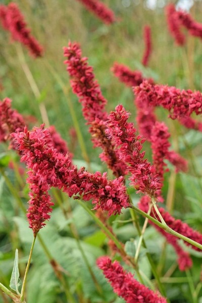 Kerzenknöterich Persicaria amplexicaulis 'Fat Domino' 5-10 Topf P9 Persicaria amplexicaulis 'Fat Domino'