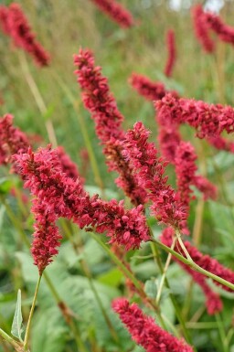 Kerzenknöterich Persicaria amplexicaulis 'Fat Domino' 5-10 Topf P9 Persicaria amplexicaulis 'Fat Domino'