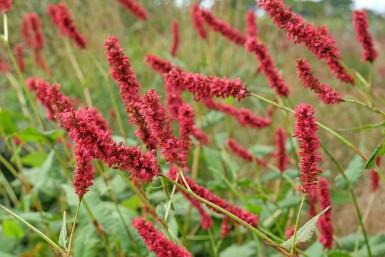 Kerzenknöterich Persicaria amplexicaulis 'Fat Domino' 5-10 Topf P9 Persicaria amplexicaulis 'Fat Domino'