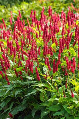 Kerzenknöterich Persicaria amplexicaulis 5-10 Topf P9 Persicaria amplexicaulis