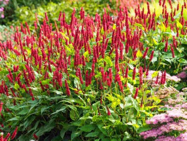 Kerzenknöterich Persicaria amplexicaulis 5-10 Topf P9 Persicaria amplexicaulis