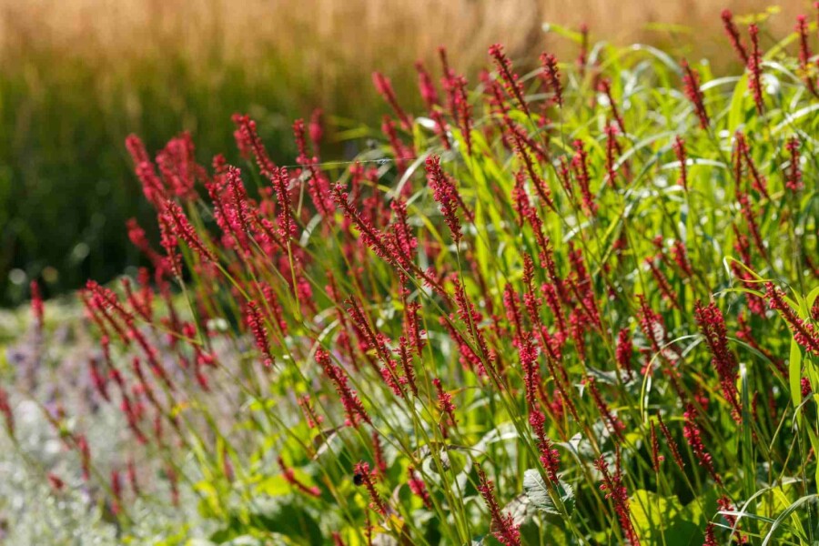 Kerzenknöterich Persicaria amplexicaulis 'Taurus' 5-10 Topf P9 Persicaria amplexicaulis 'Taurus'