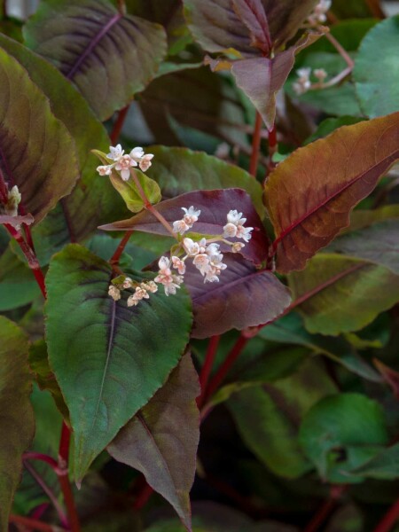 Tibetischer knöterich Persicaria microcephala 'Red Dragon' 5-10 Topf P9 Persicaria microcephala 'Red Dragon'
