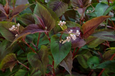 Tibetischer knöterich Persicaria microcephala 'Red Dragon' 5-10 Topf P9 Persicaria microcephala 'Red Dragon'