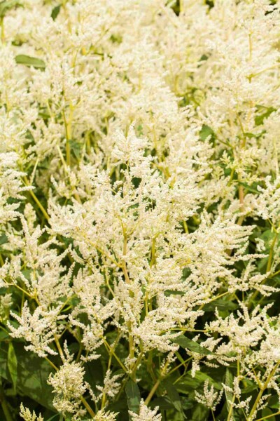 Staudenknöterich Persicaria polymorpha 5-10 Topf P9 Persicaria polymorpha