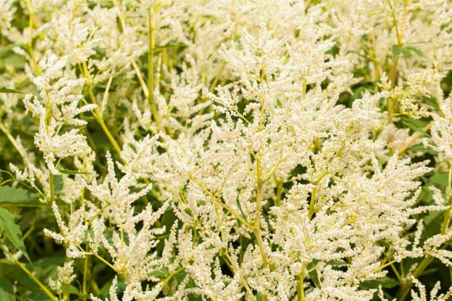 Staudenknöterich Persicaria polymorpha 5-10 Topf P9 Persicaria polymorpha