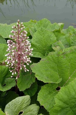 Rote pestwurz Petasites hybridus 5-10 Topf P9 Petasites hybridus