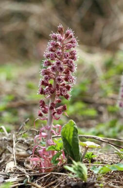 Rote pestwurz Petasites hybridus 5-10 Topf P9 Petasites hybridus