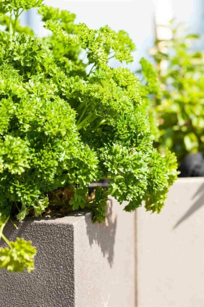 Petersilie Petroselinum crispum 5-10 Topf P9 Petroselinum crispum