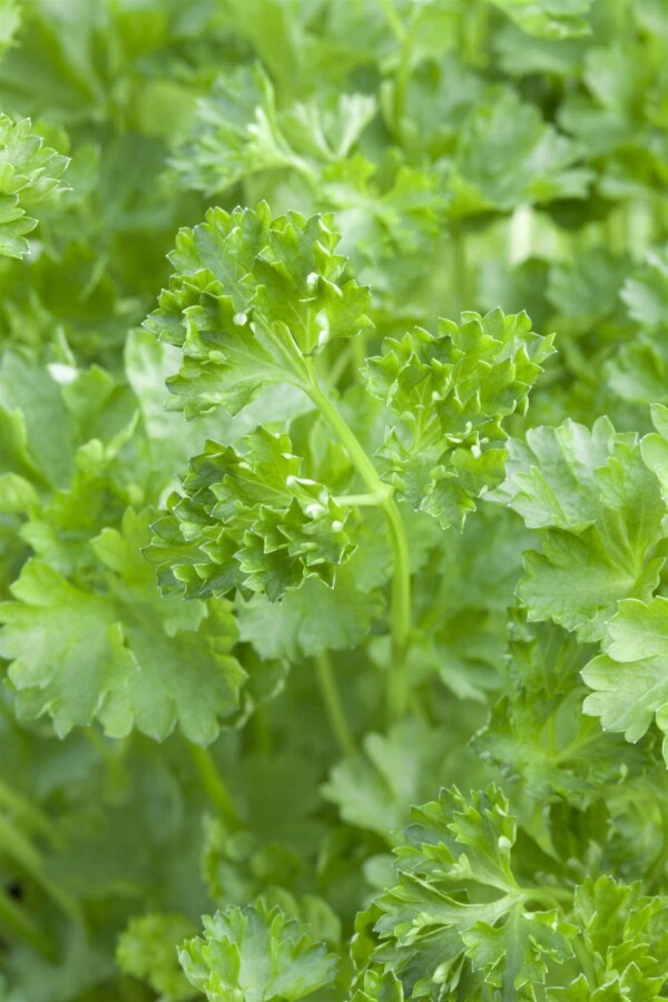 Petersilie Petroselinum crispum 5-10 Topf P9 Petroselinum crispum