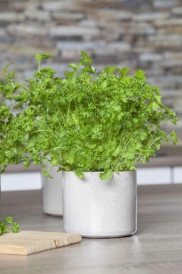 Petersilie Petroselinum crispum 5-10 Topf P9 Petroselinum crispum