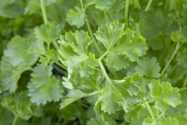 Petersilie Petroselinum crispum 5-10 Topf P9 Petroselinum crispum