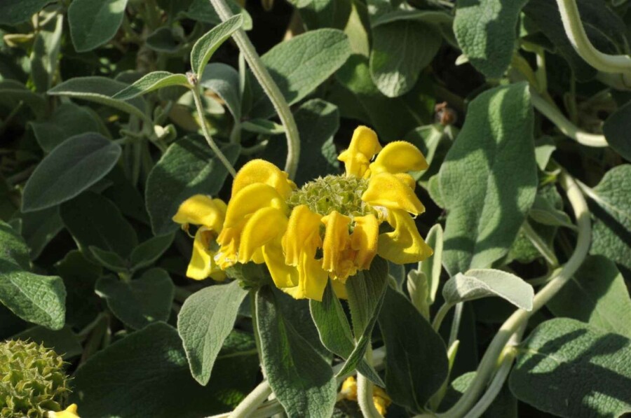 Strauchiges Brandkraut Phlomis fruticosa 5-10 Topf P9 Phlomis fruticosa