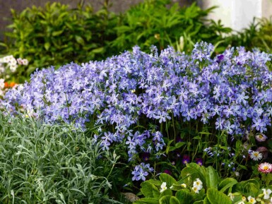 Blauer phlox Phlox divaricata 5-10 Topf P9 Phlox divaricata
