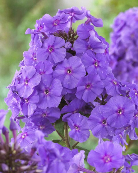Hohe flammenblume Phlox paniculata 'Amethyst' 5-10 Topf P9 Phlox paniculata 'Amethyst'