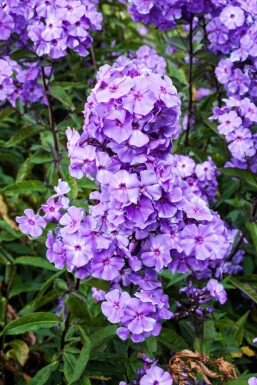 Flammenblume Phlox paniculata 'Blue Paradise' 5-10 Topf P9 Phlox paniculata 'Blue Paradise'