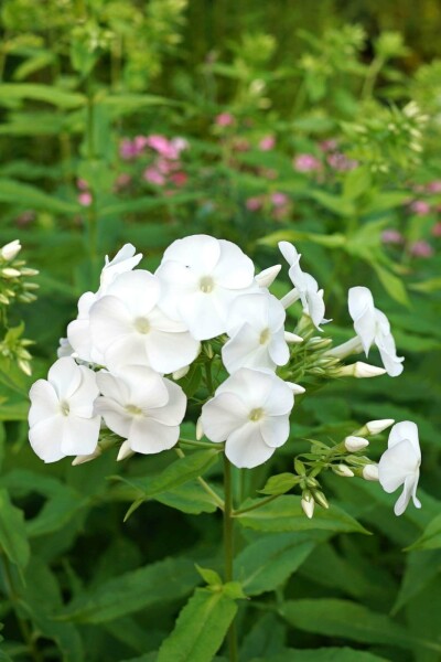 Flammenblume Phlox paniculata 'David' 5-10 Topf P9 Phlox paniculata 'David'