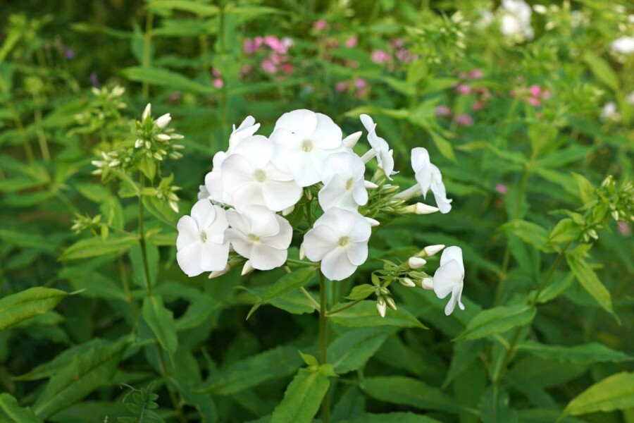 Flammenblume Phlox paniculata 'David' 5-10 Topf P9 Phlox paniculata 'David'