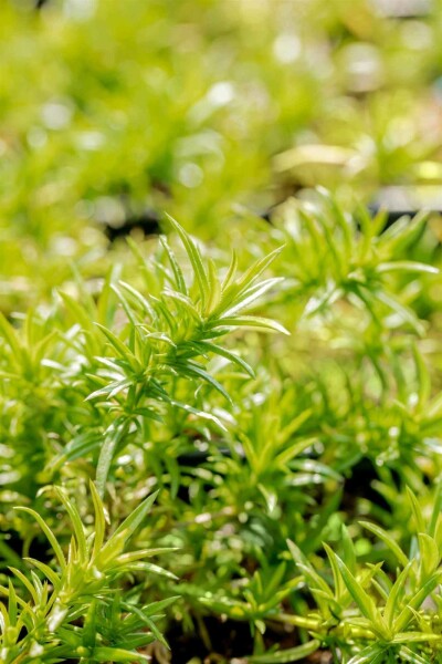 Polsterphlox Phlox subulata 'Moerheimii' 5-10 Topf P9 Phlox subulata 'Moerheimii'