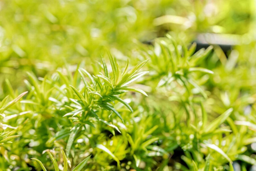 Polsterphlox Phlox subulata 'Moerheimii' 5-10 Topf P9 Phlox subulata 'Moerheimii'